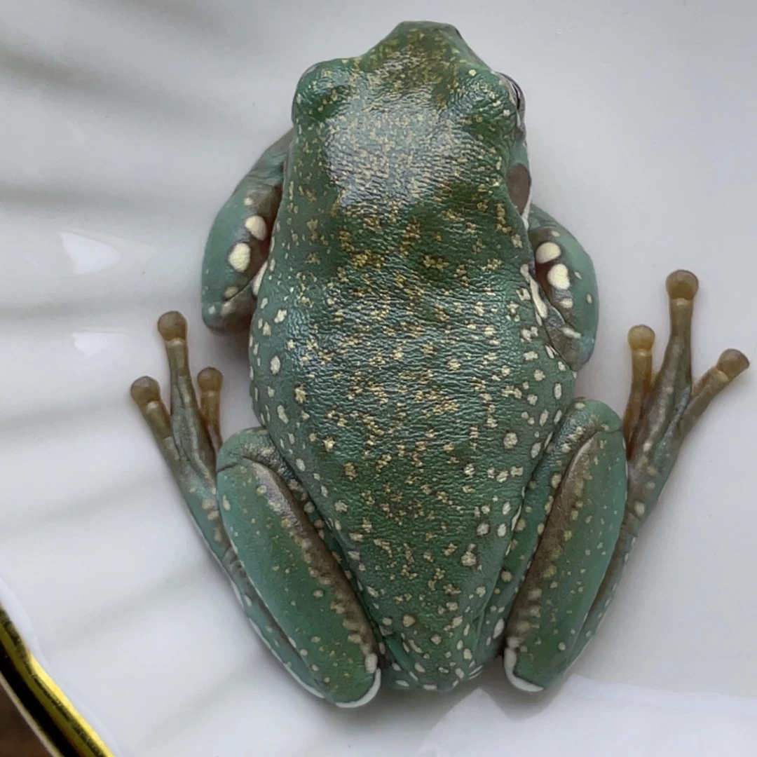 老爷树蛙24h蓝子代02号雪花