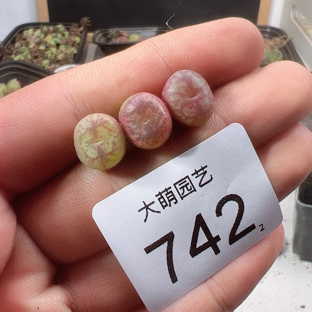 0000742一物一拍……
