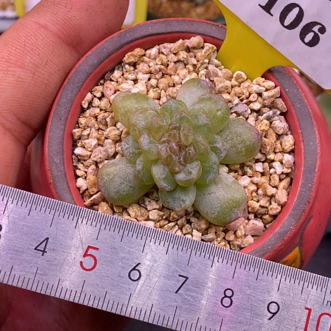 4106白恋石化缀化福利