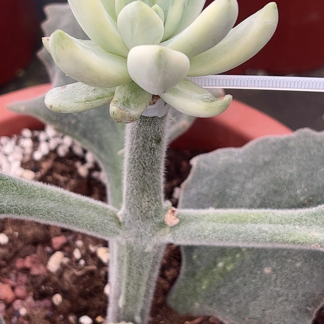 珂***肉多肉植物多肉植物