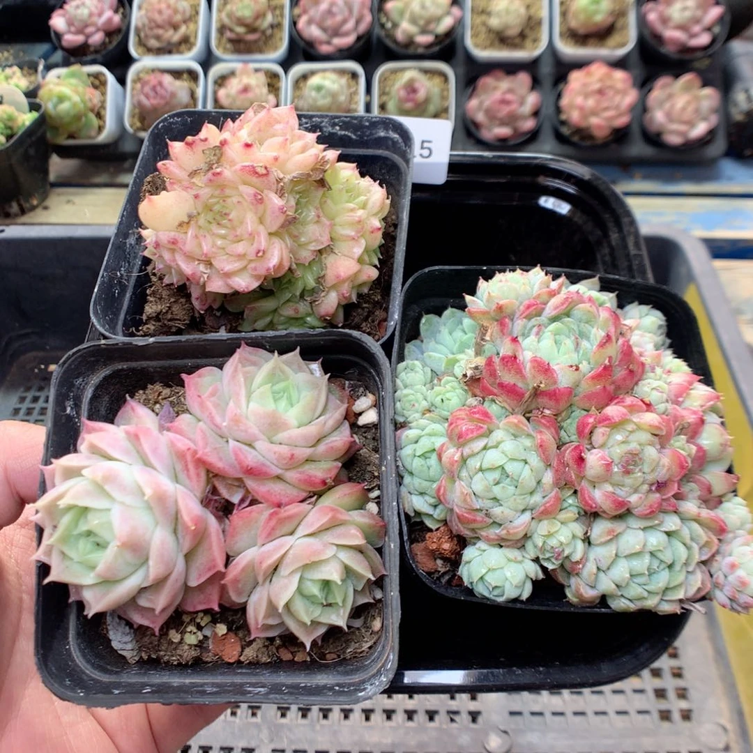 G15 ，柿子多肉20包邮两天凑单