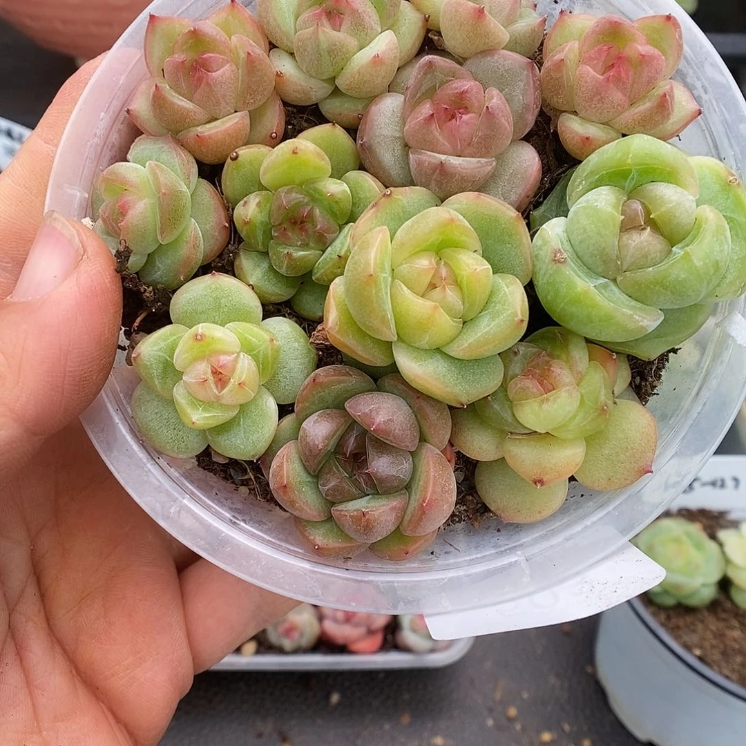 一物一拍一物一拍926-503