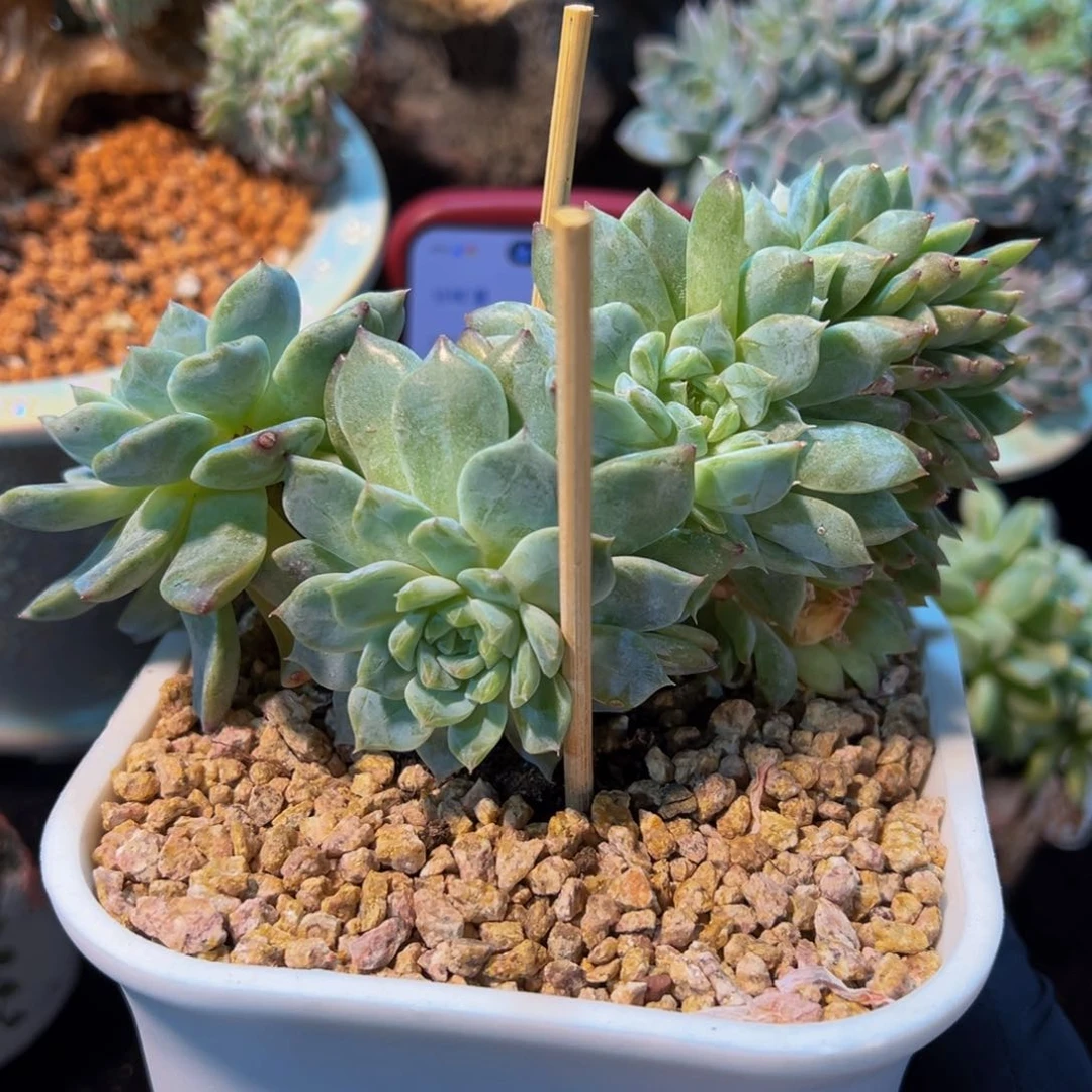 天天开心 白体琥珀缀微瑕