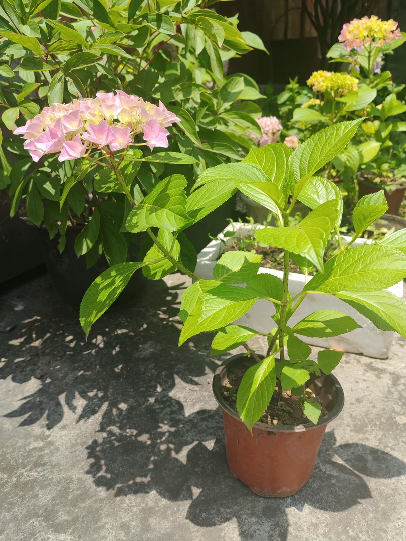 绣球绿萝花苗盆栽好养易活适合室内外种植