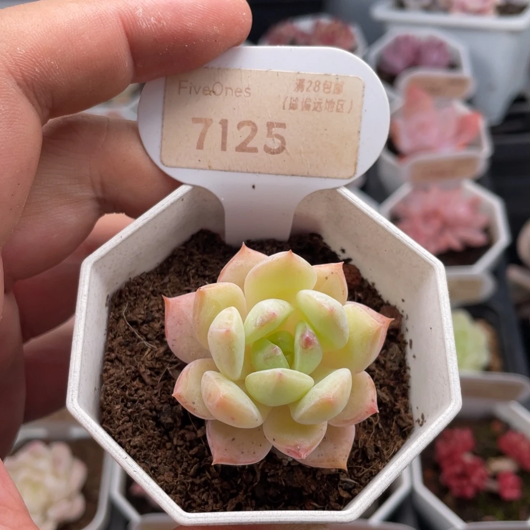 海盐薄荷7125-4.5厘米