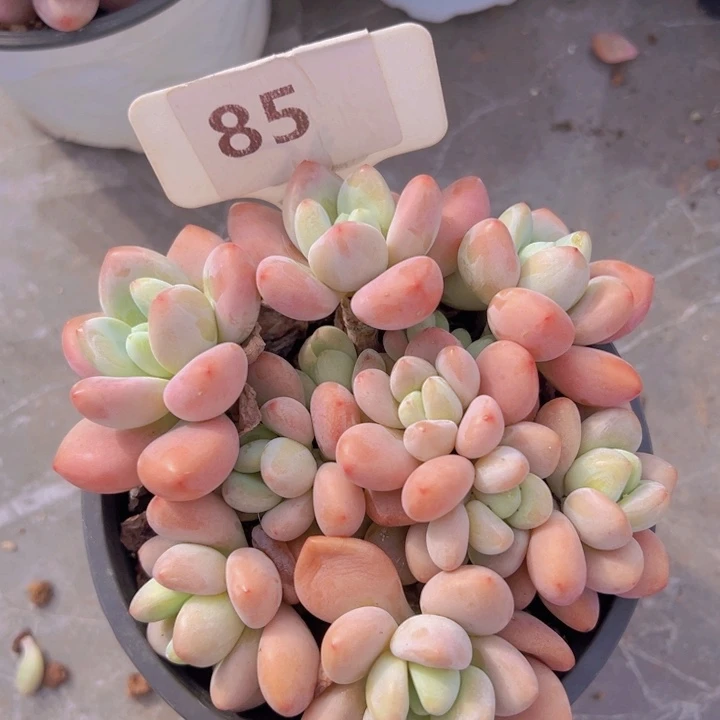 健健康康平平安安