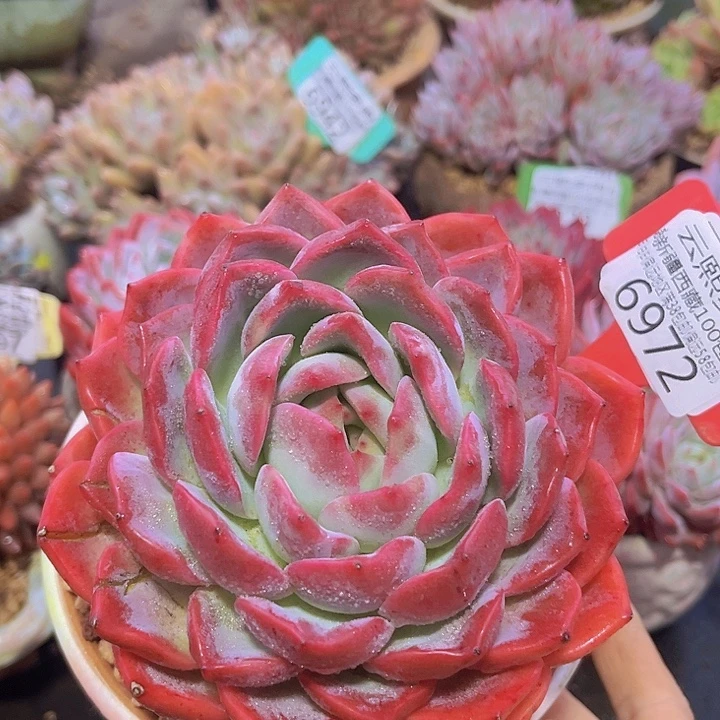 6972粉橙叶片裂痕