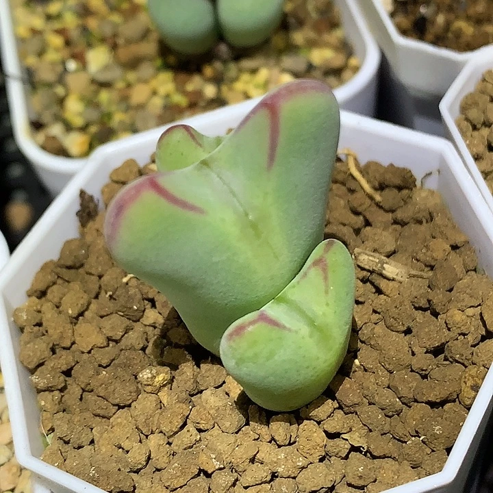 精品多肉植物3头超级毛毛