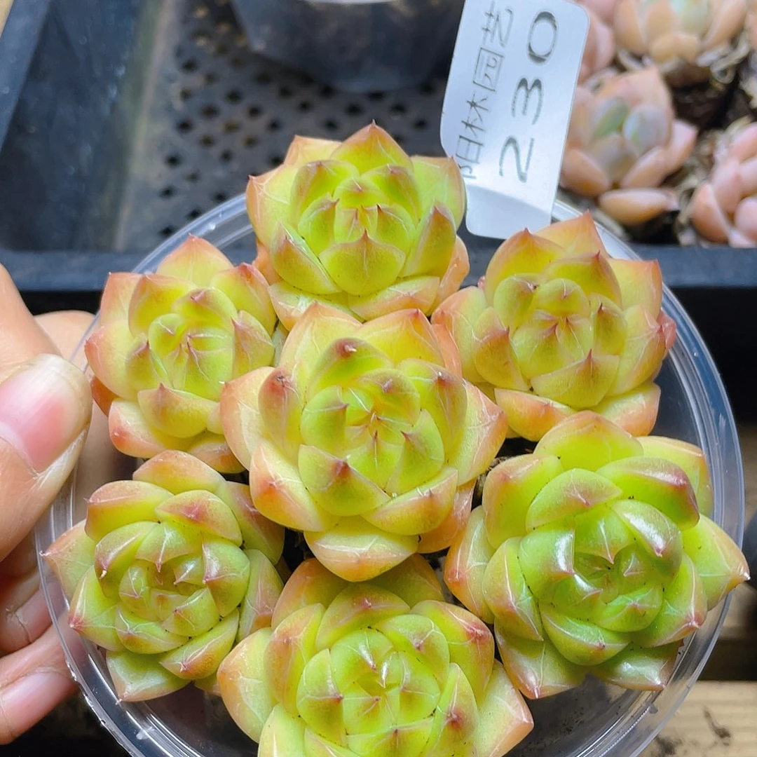 多肉植物多肉植物230