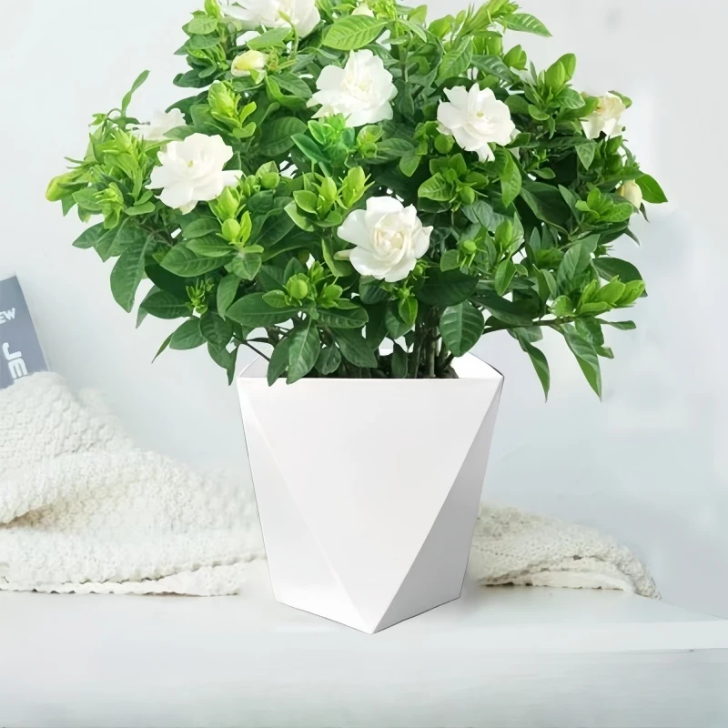 栀子花盆栽花卉无花苞植物室内绿萝阳台水培绿植四季好养九里香