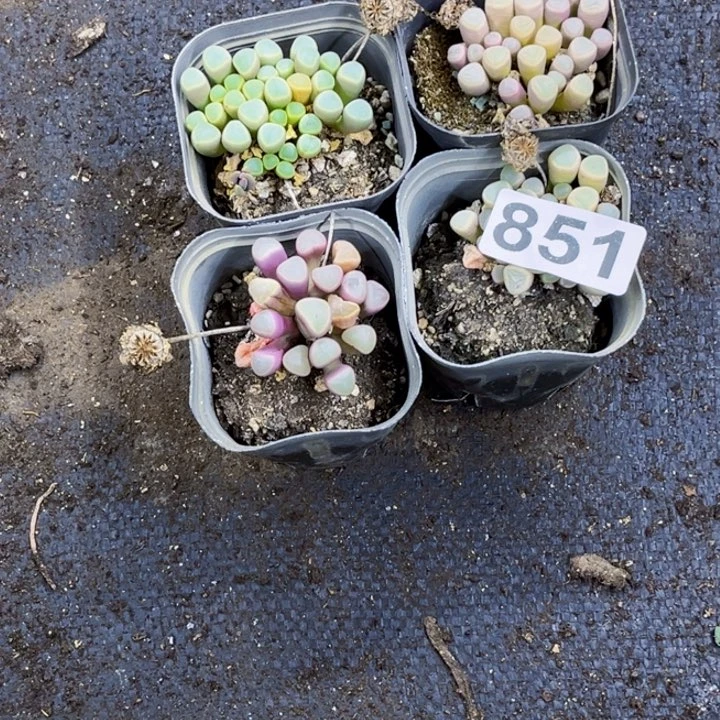 851五十玲玉发5盆一物一图如图