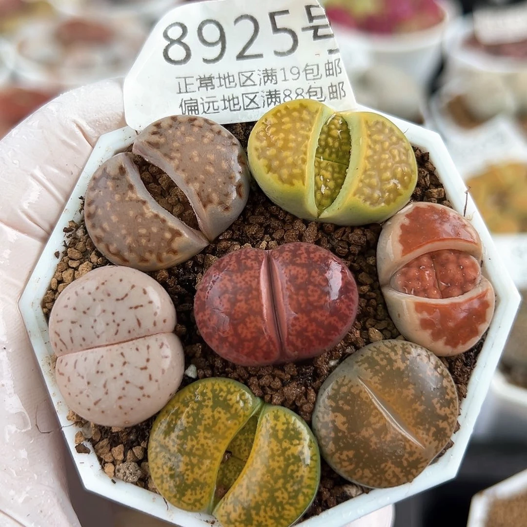 好养易活生石花大母本8925