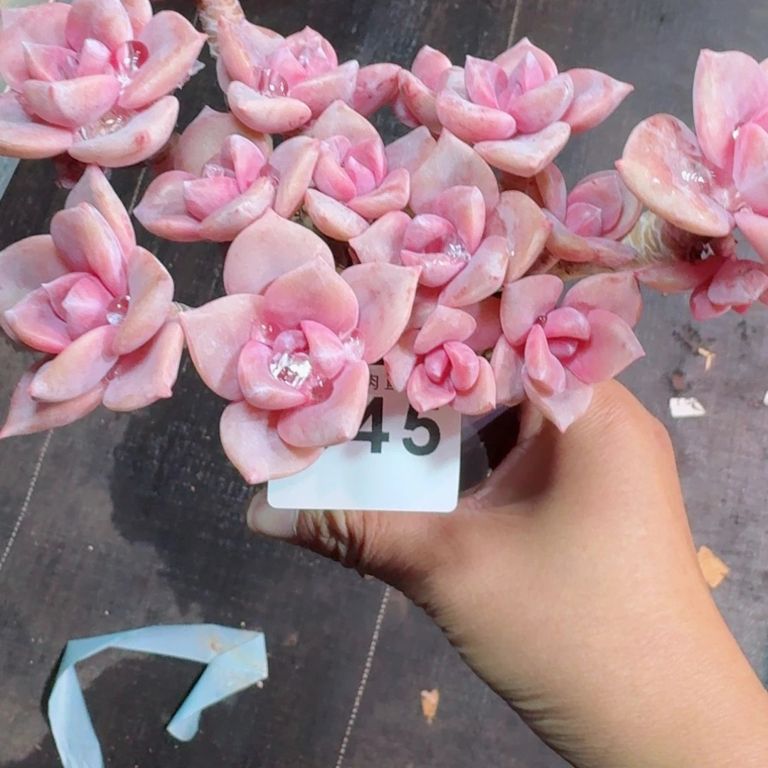 彩虹糖      愿你一路坦途，乘风破浪展宏图