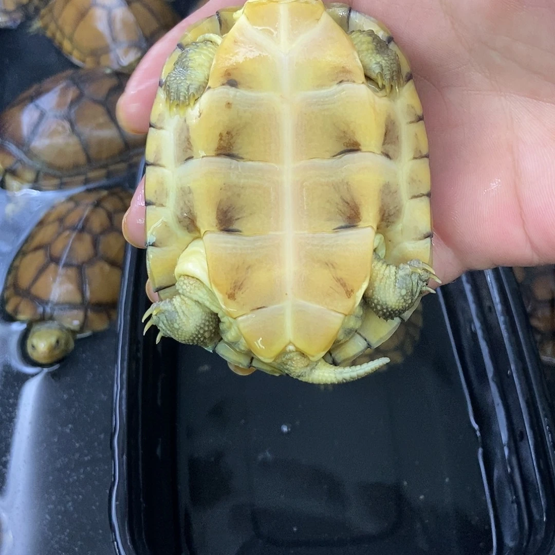 绿毛龟母MM you guys