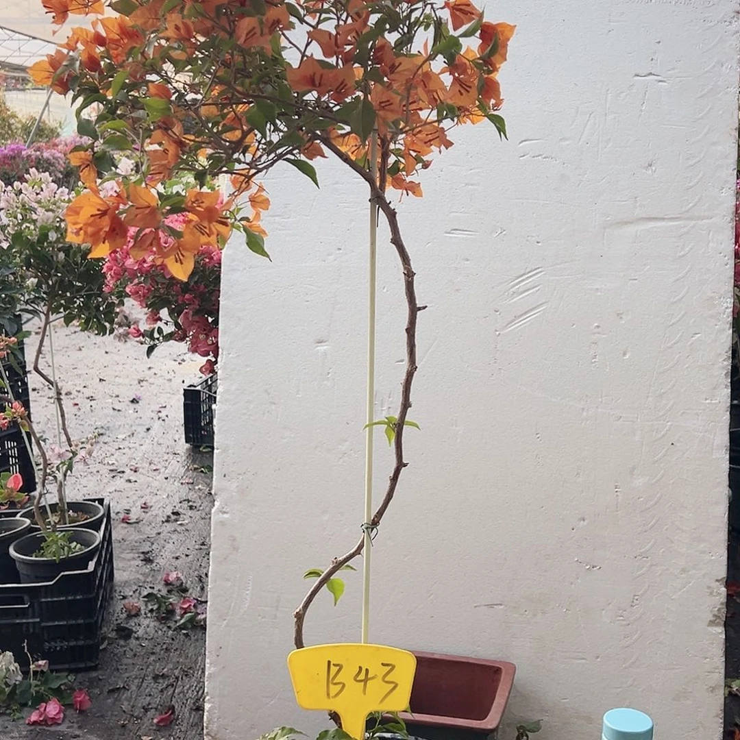 拾***作大部分花苞少量开放B43橙桑巴