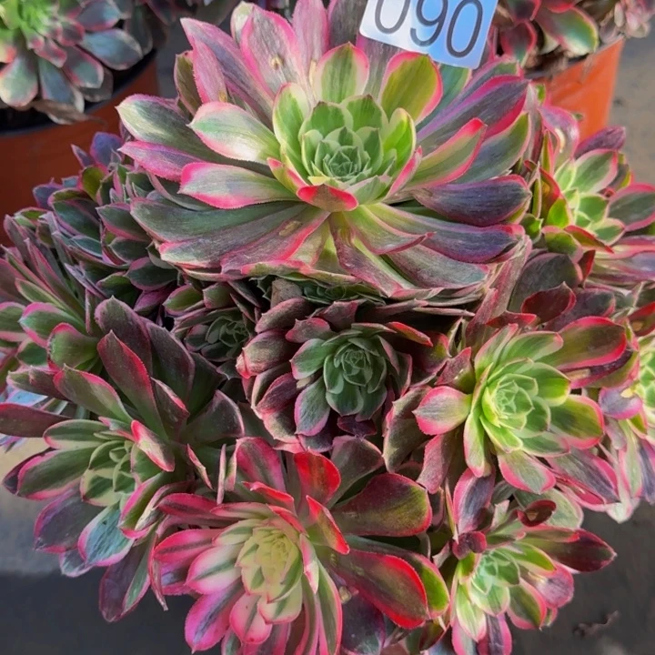 000000000090孔雀翎