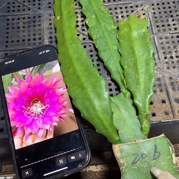 当前无花栽培后可以开花108