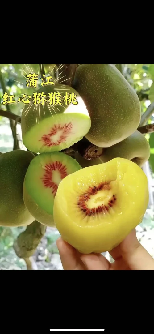 正宗四川蒲江红心猕猴桃奇异果新鲜当季水果香甜多汁适合孕妇