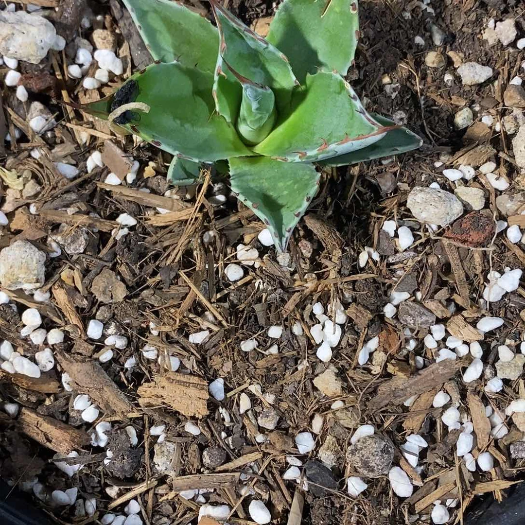 多肉植物龙蛇兰植物