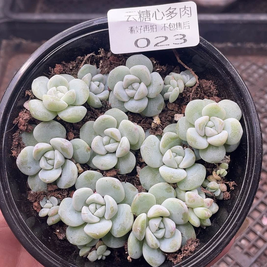 云糖心多肉植物23