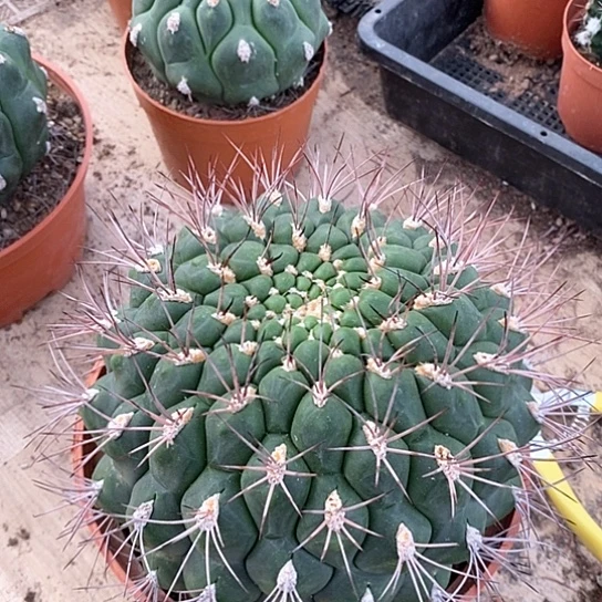 一个大新天地仙人球