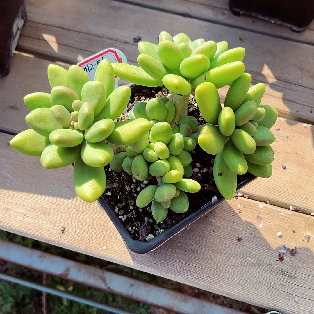 1112-56精控芒果奶