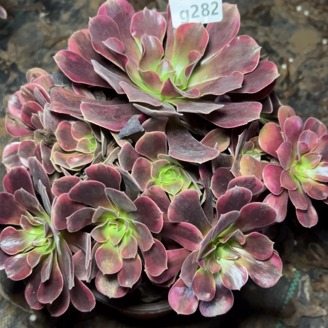 282凤冠，多肉法师