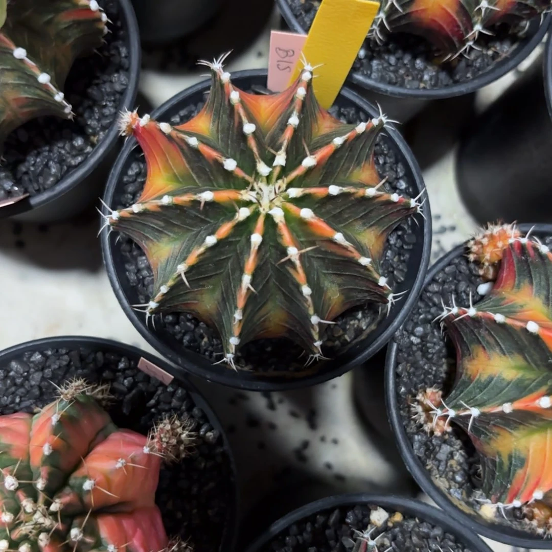 140-1223泰国发货多肉