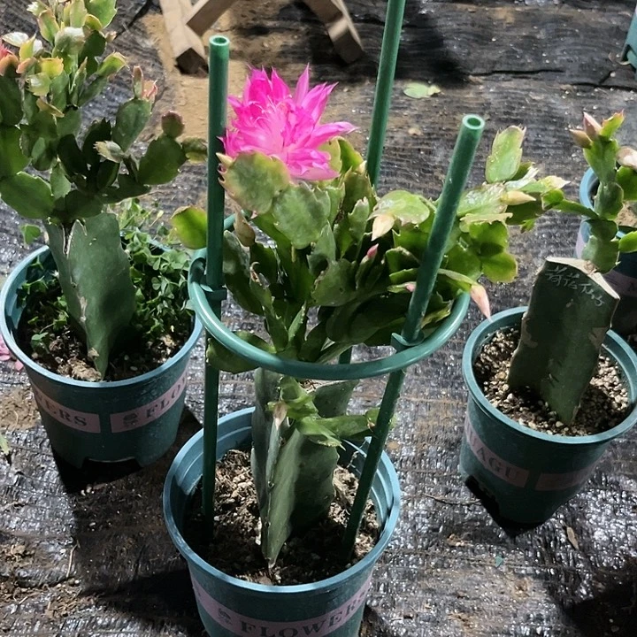 小***起90号038，000000000000000000