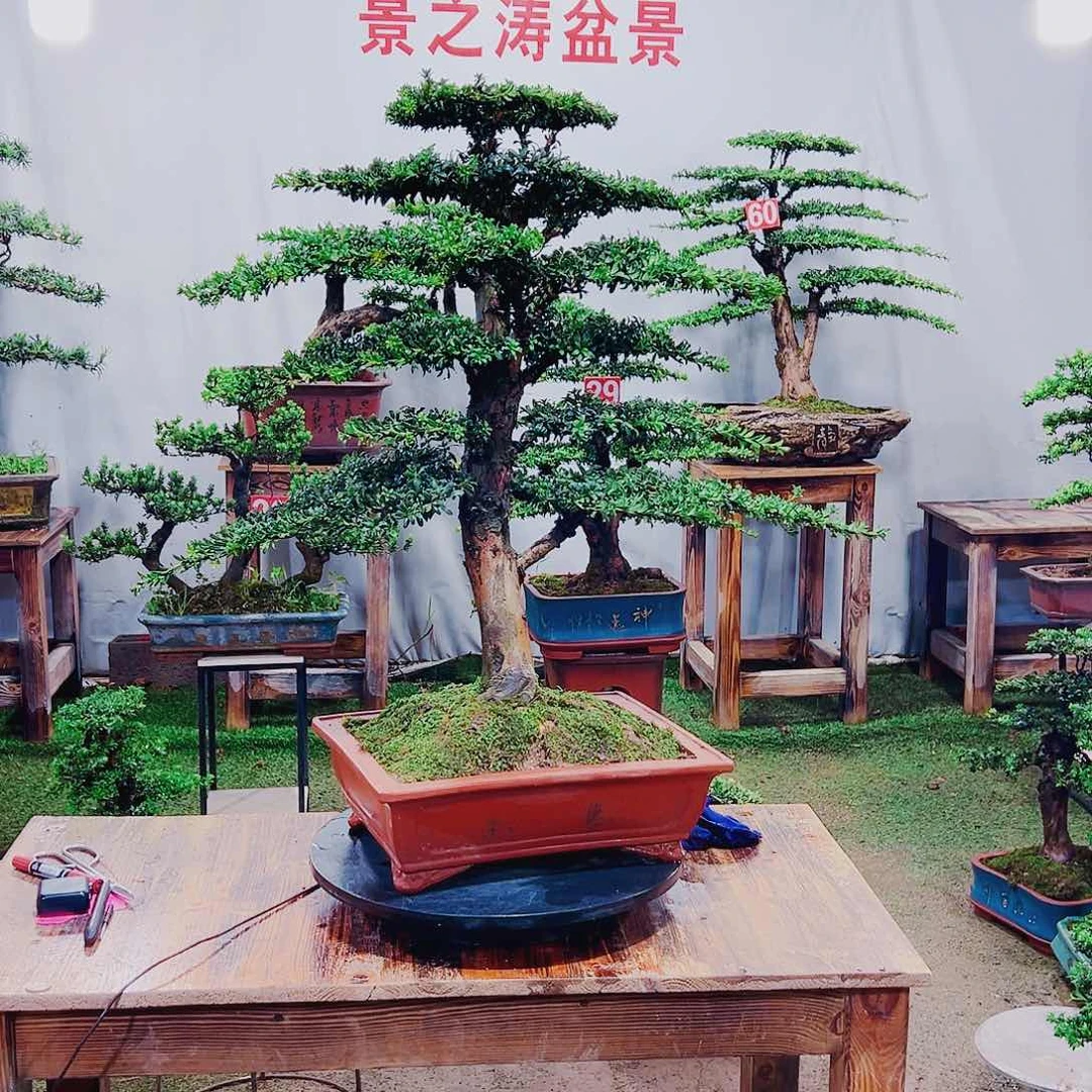 无花朵红芽珍珠罗汉松