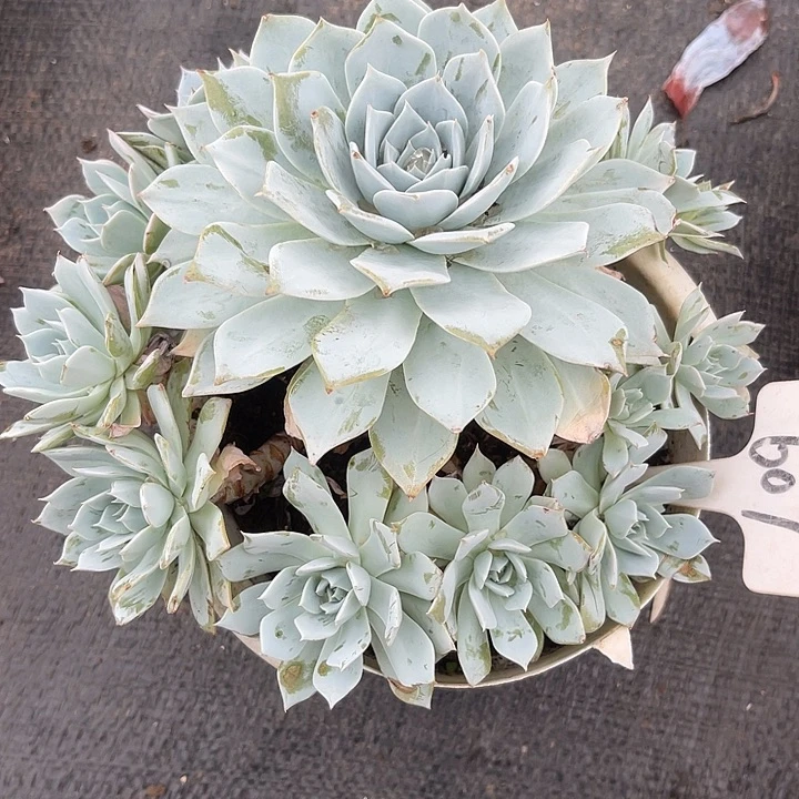 晨语多肉，一物一拍薄叶蓝鸟607