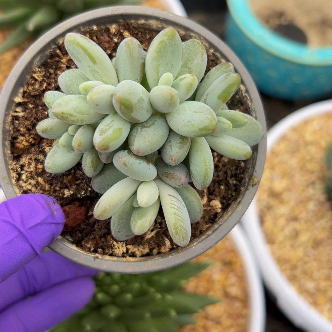 白兰地自然群多肉植物