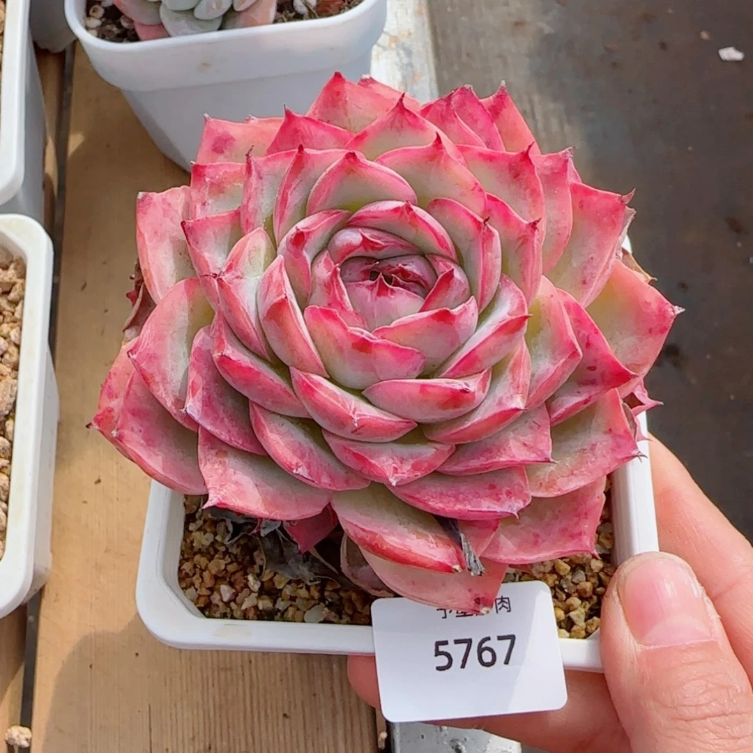 侧影，5767多肉植物
