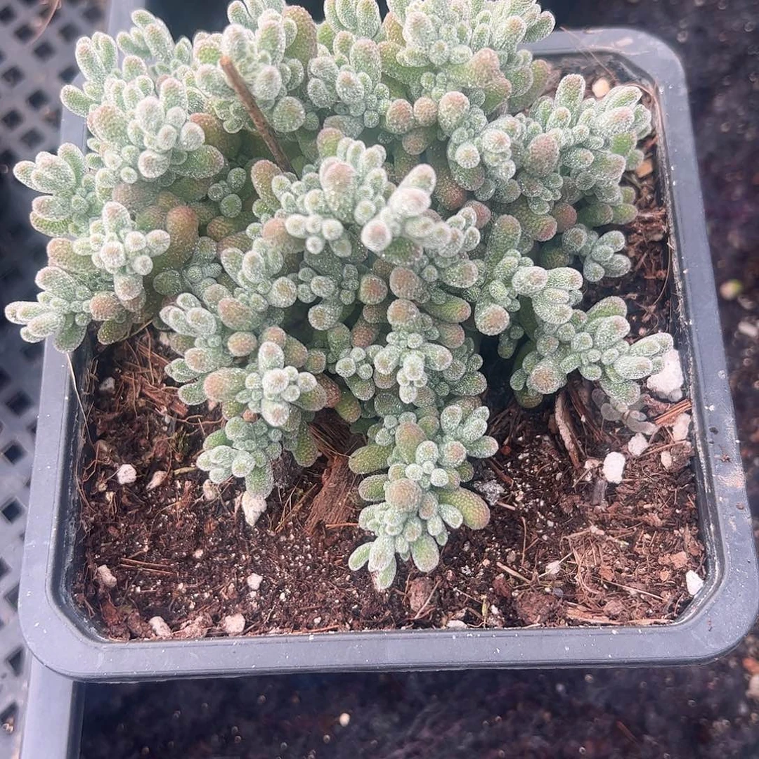 枝干冰晶12厘米大盆