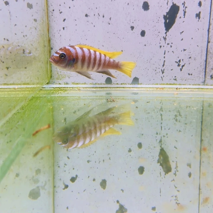 海水1517杰罗焦。