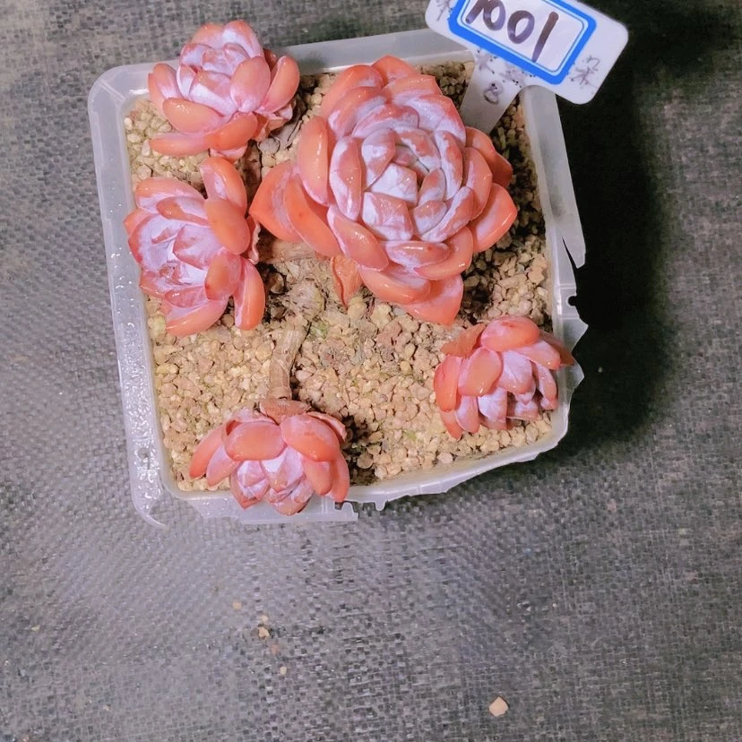 【闪购商品】不****调1001