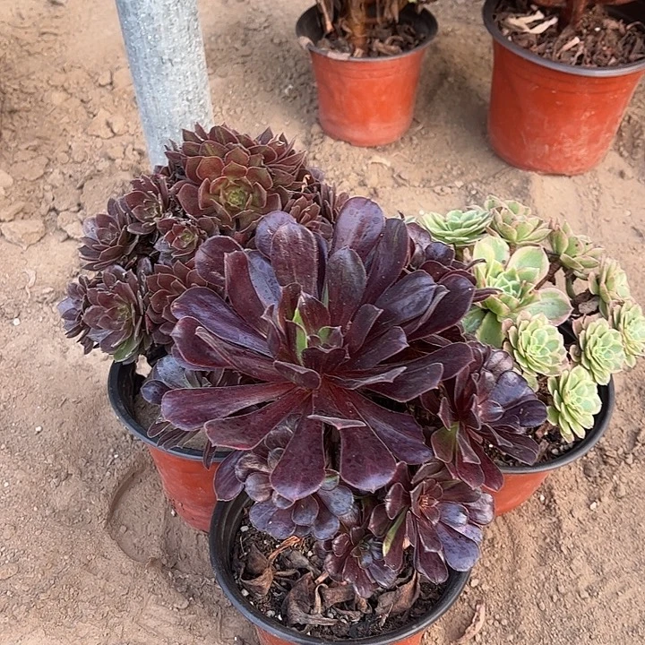 685多肉植物组合，
