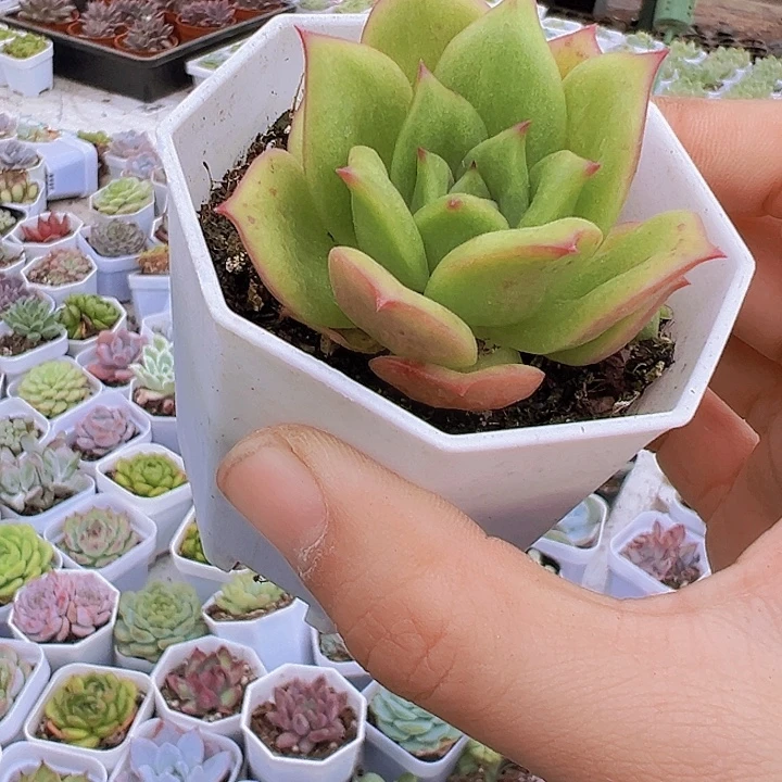 蔷薇玛利亚多肉植物