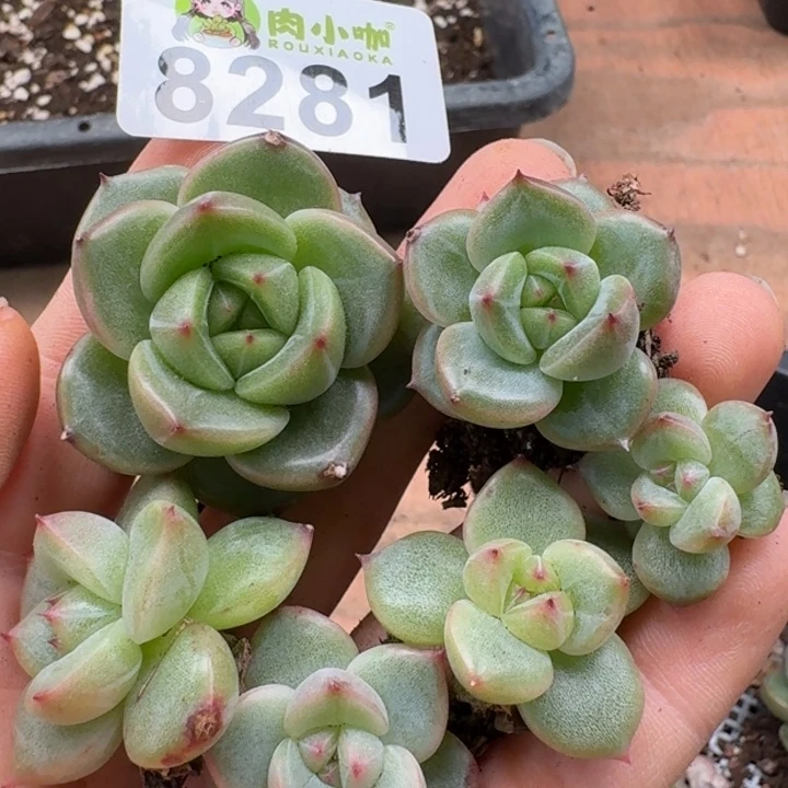 当前无花朵，栽培后可花朵月**凉多肉植物多肉植物