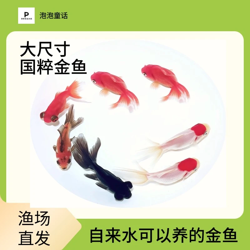 【大尺寸国粹金鱼】8-10厘米7条丹顶红狮金鱼鎏金金鱼龙睛金鱼包邮