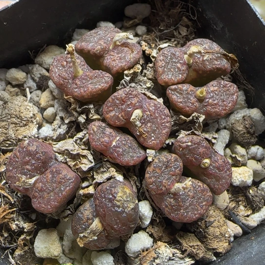 k勋群漂亮多肉植物87