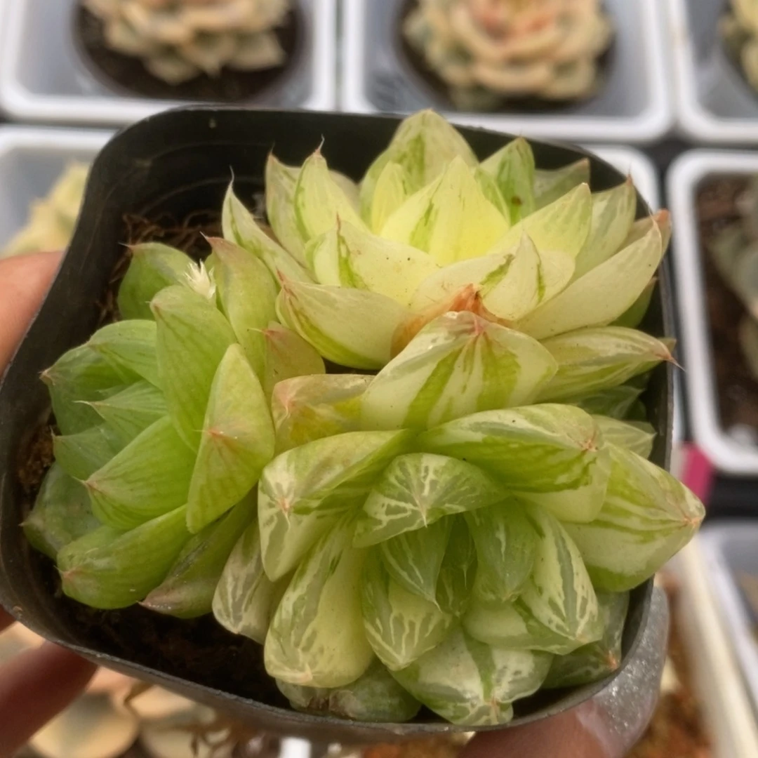 489金之华锦锦锦锦锦锦