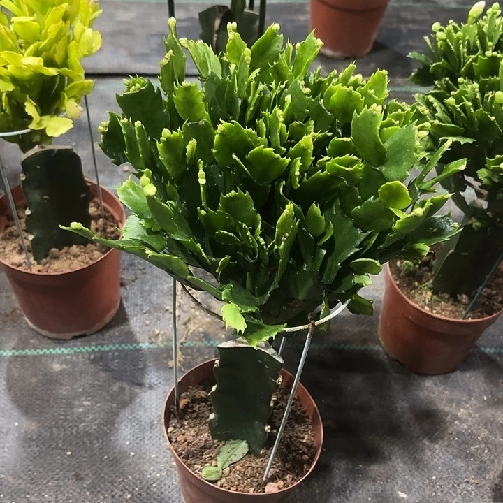 成****当前无花栽培后可以开花