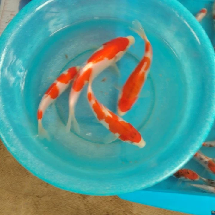 海水鱼顺丰包邮开箱包活2