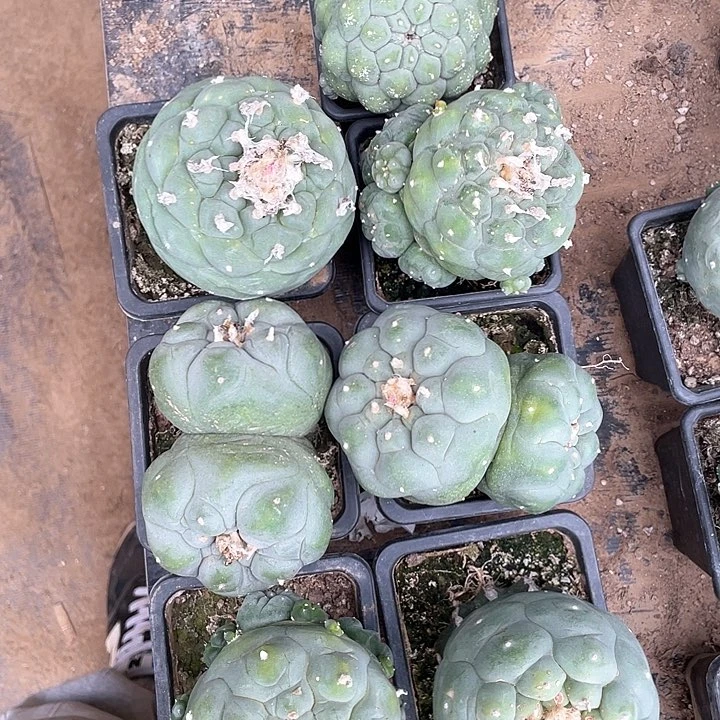 s***i仙人球花友专拍7颗