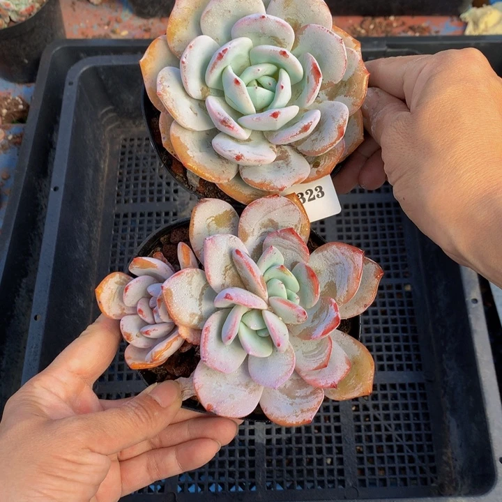 111323奶茶两个嗯嗯嗯嗯好