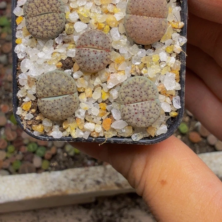 冰***芦多肉植物的生长215