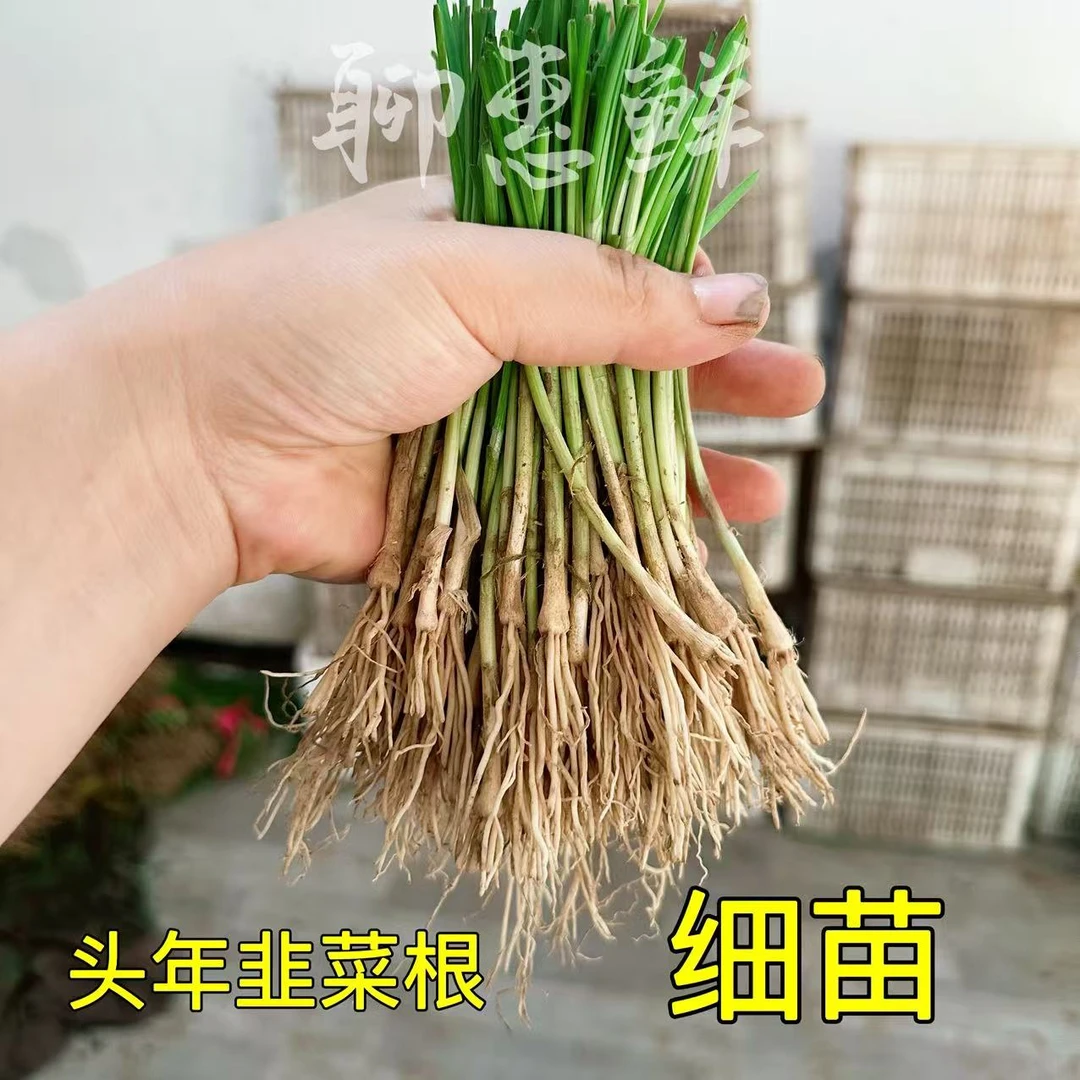 韭菜根苗现挖现发宽叶山东老品种四季可栽好养活细苗