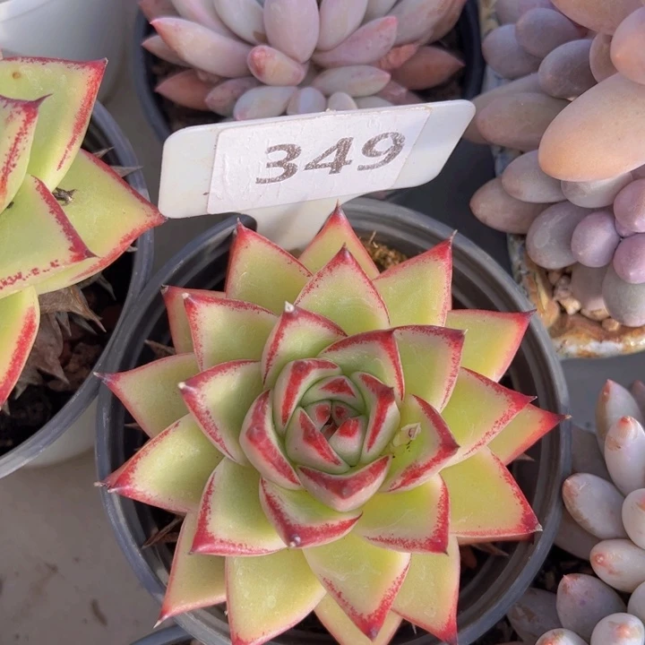 健健康康平平安安