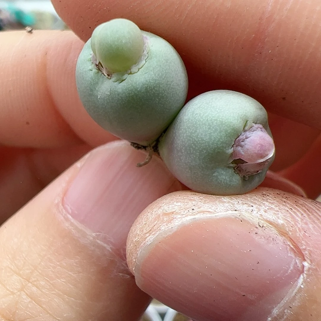 【闪购商品】321 玩玩